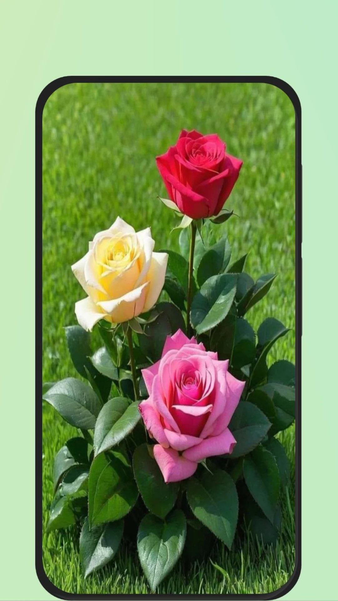 Rose Flower Images screenshot